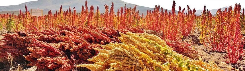 Quinoa: un mercato di nicchia, ma sempre in crescita