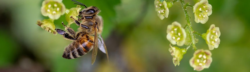 Qual è il valore economico delle api?